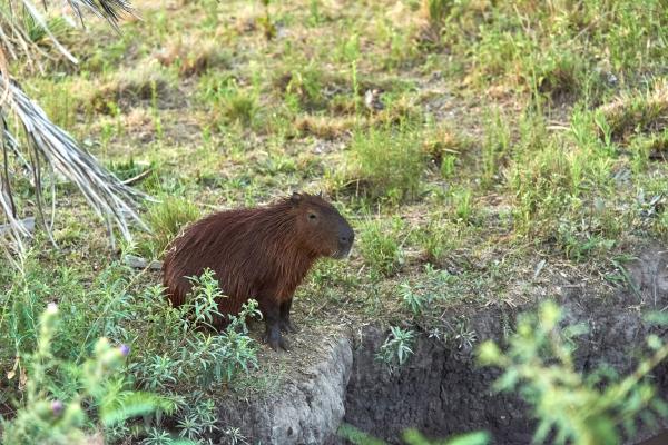 ¿Dónde viven los capibaras? - ¿Hay capibaras en España?