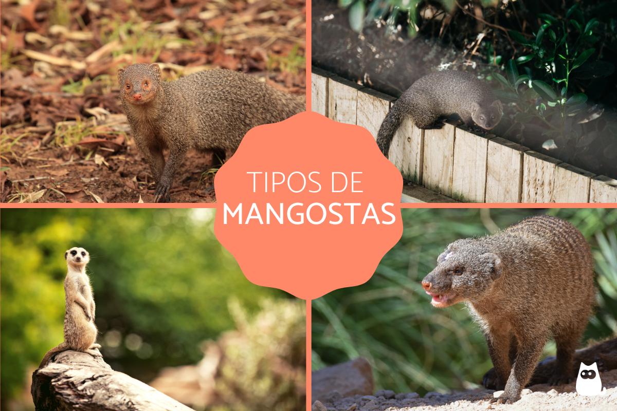 Mangostas - Qué son, tipos, características y hábitat