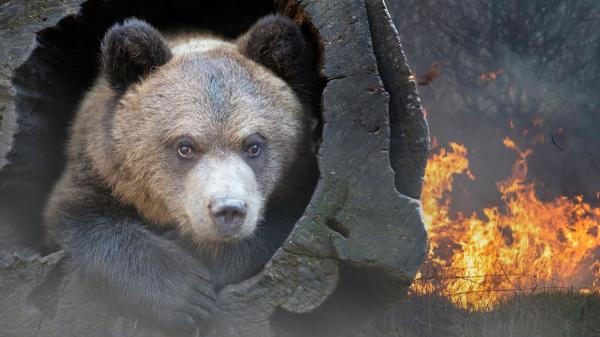 “Muchos animales consiguen escapar del fuego, pero el peligro no termina ahí”: así cambia su vida cuando se apagan las llamas