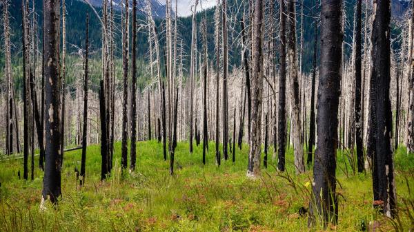 “Muchos animales consiguen escapar del fuego, pero el peligro no termina ahí”: así cambia su vida cuando se apagan las llamas - ¿Puede un bosque volver a ser el mismo después de un gran incendio?