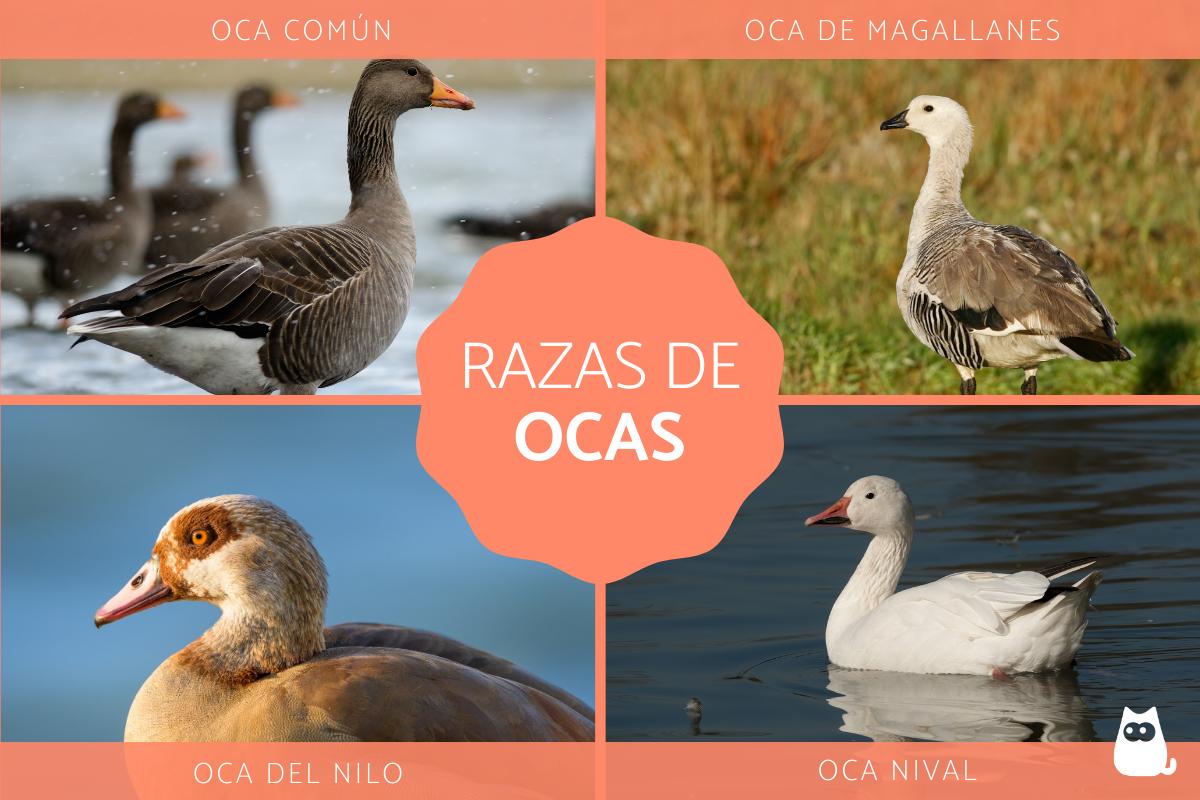 Tipos de ocas