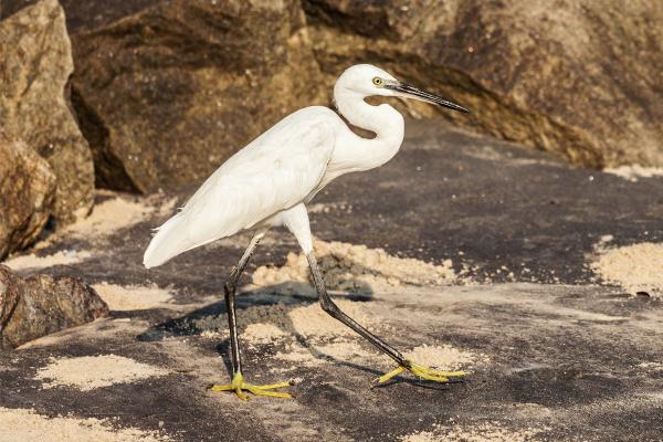 Tipos de garzas - 3. Garceta común (Egretta garzetta)