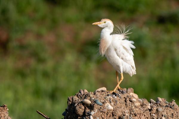 Tipos de garzas - 5. Garceta bueyera (Bubulcus ibis)