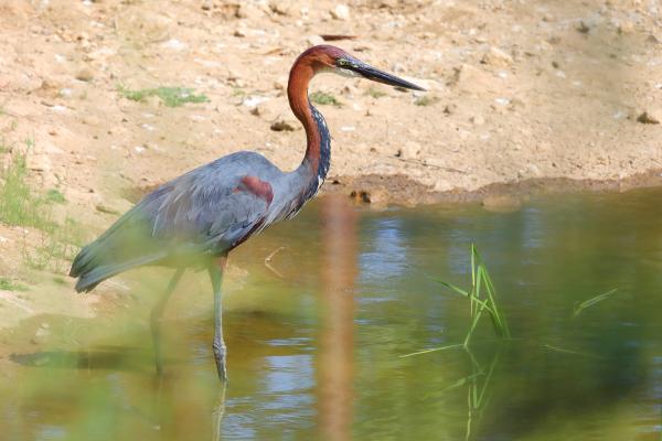 Tipos de garzas - 6. Garza púrpura (Ardea purpurea)