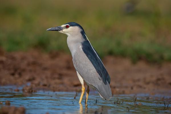 Tipos de garzas - 7. Martinete común (Nycticorax nycticorax)