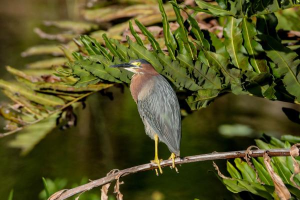Tipos de garzas - 8. Garcita verde (Butorides virescens)