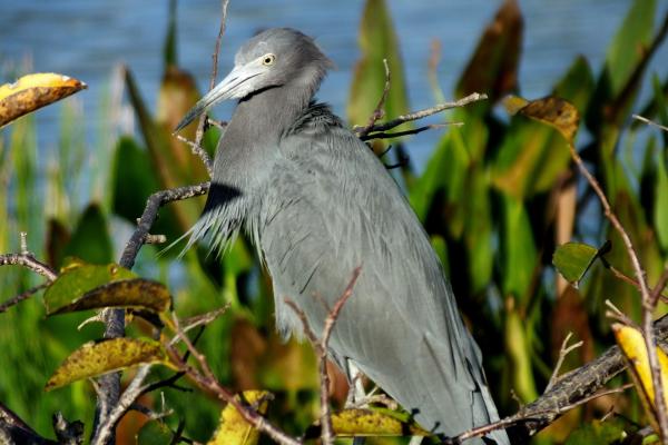 Tipos de garzas - 9. Garcita azul (Egretta caerulea)