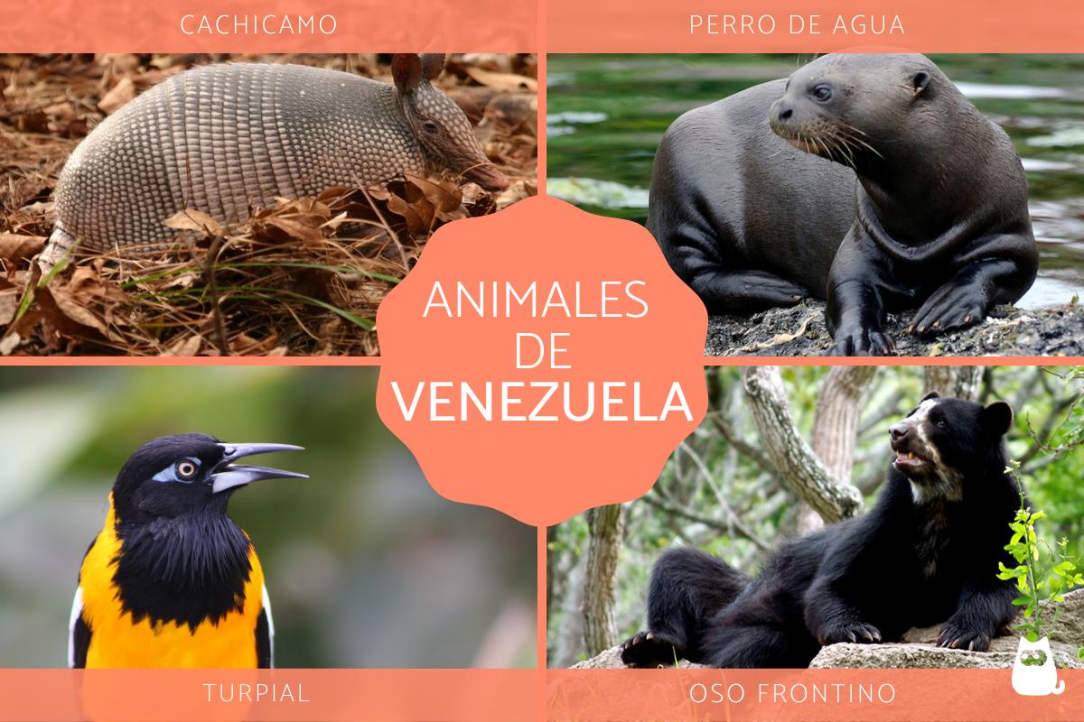 Animales de Venezuela