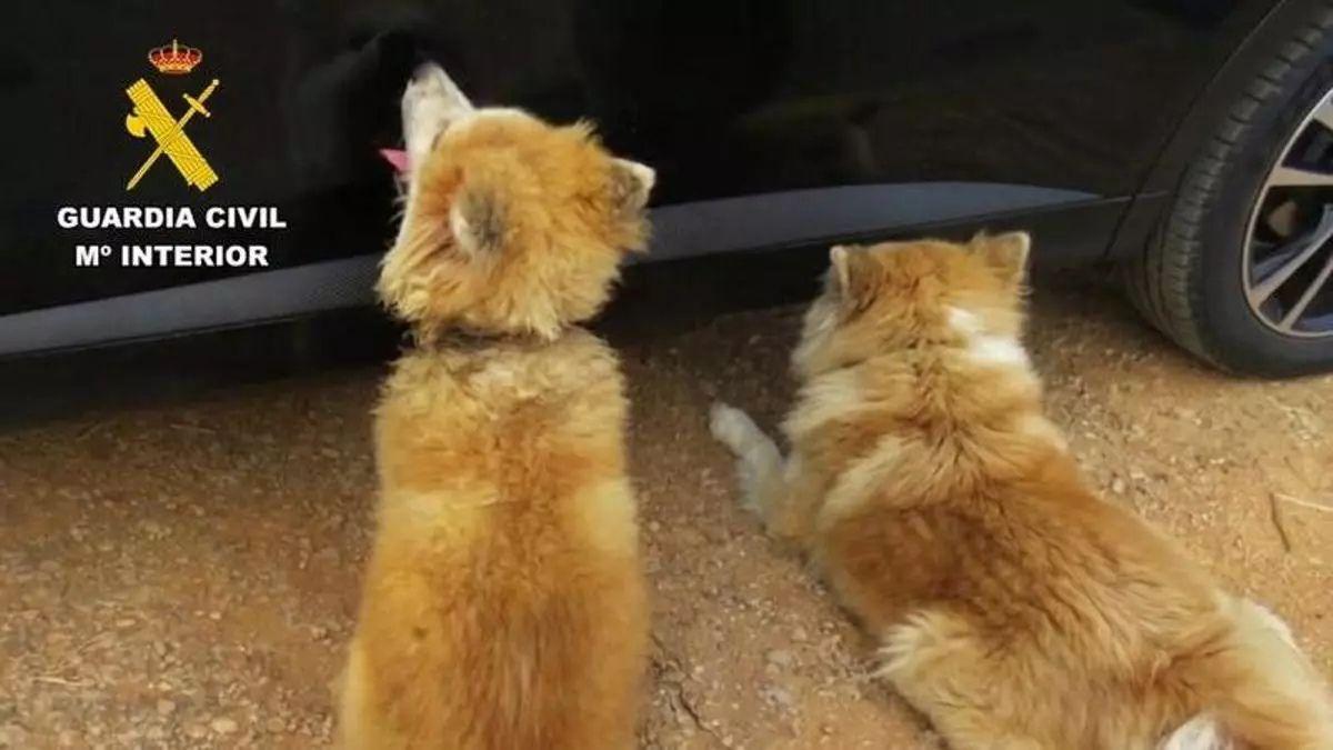 Investigan a un hombre en Mallorca por maltrato animal después de encontrar a uno de sus perros con el collar incrustado en el cuello