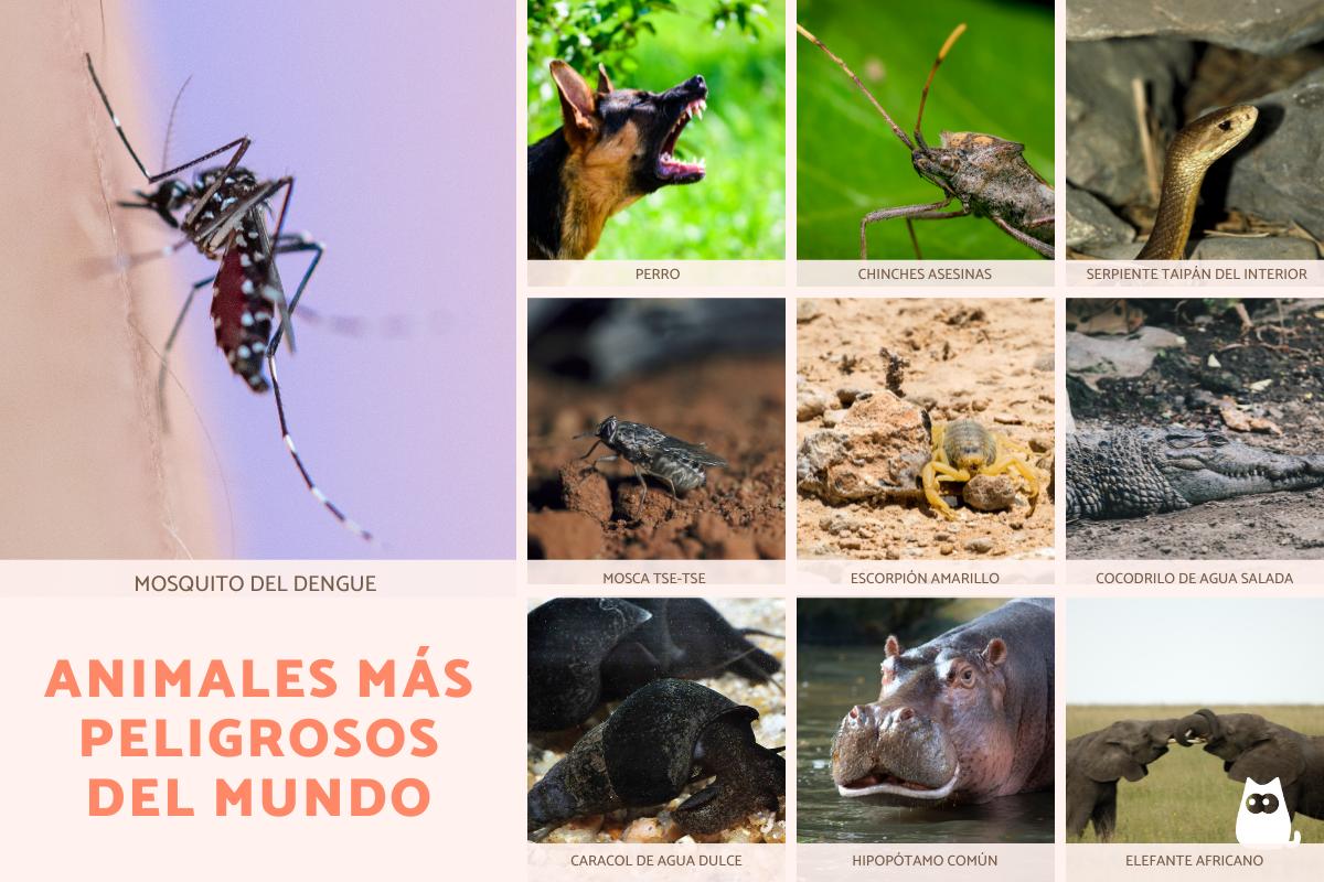 Los animales más peligrosos del mundo