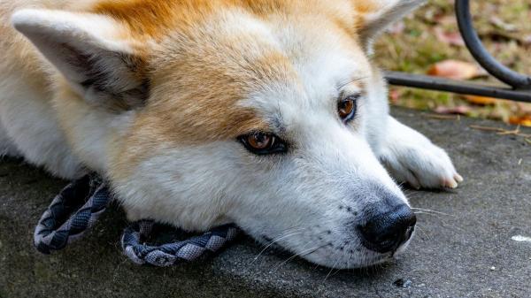 Investigan a un hombre en Mallorca por maltrato animal después de encontrar a uno de sus perros con el collar incrustado en el cuello - No cuidar adecuadamente a un animal también puede considerarse maltrato