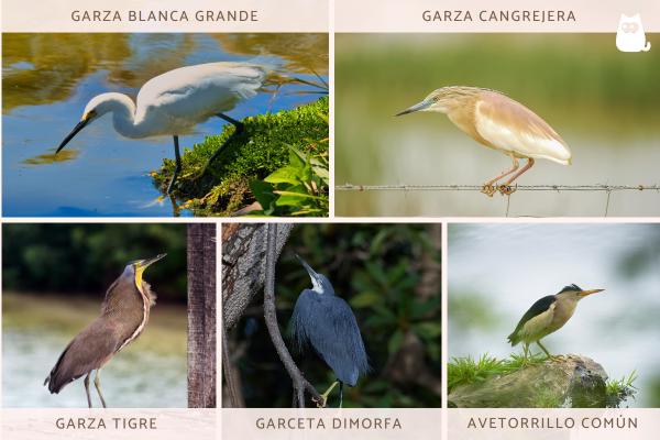 Tipos de garzas - Otros tipos de garzas