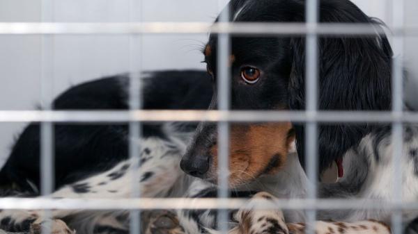 Investigan a un hombre en Mallorca por maltrato animal después de encontrar a uno de sus perros con el collar incrustado en el cuello - Qué hacer ante un posible caso de abandono o maltrato animal