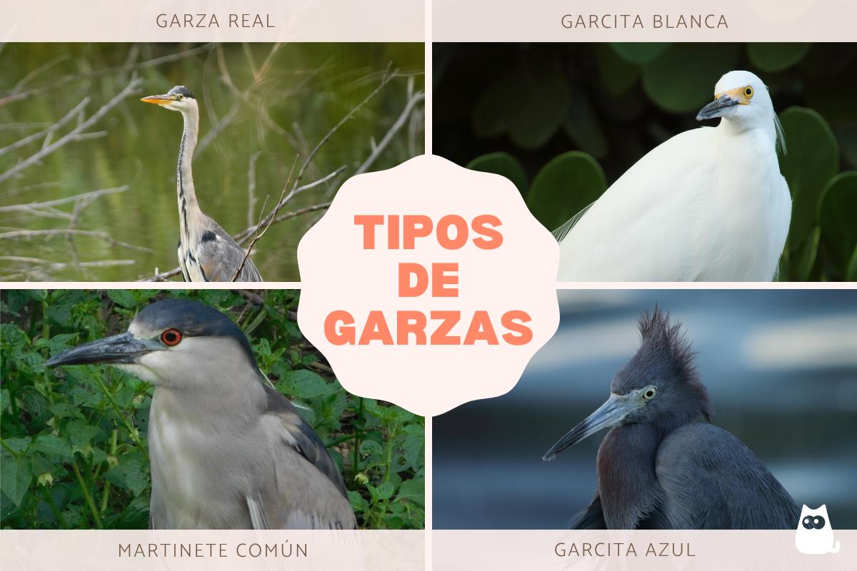 Tipos de garzas