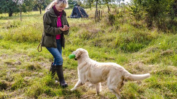 Personalidad y temperamento del golden retriever: guía completa - ¿El golden retriever es un perro familiar?