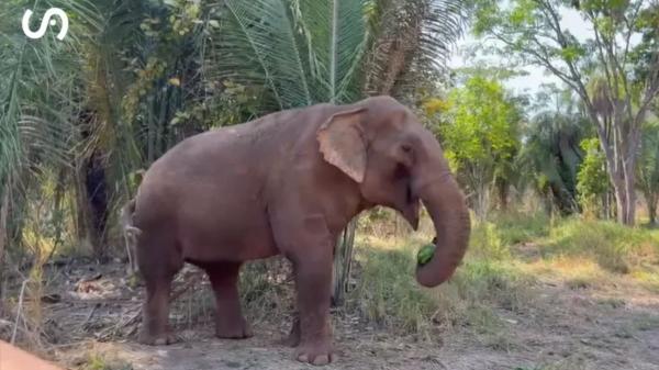 En 1971 capturaron a una cría de elefante: tras una década en un circo y más de 40 años en un zoológico, ahora comienza una nueva vida en un santuario - El objetivo del santuario: que Sandro recupere comportamientos naturales