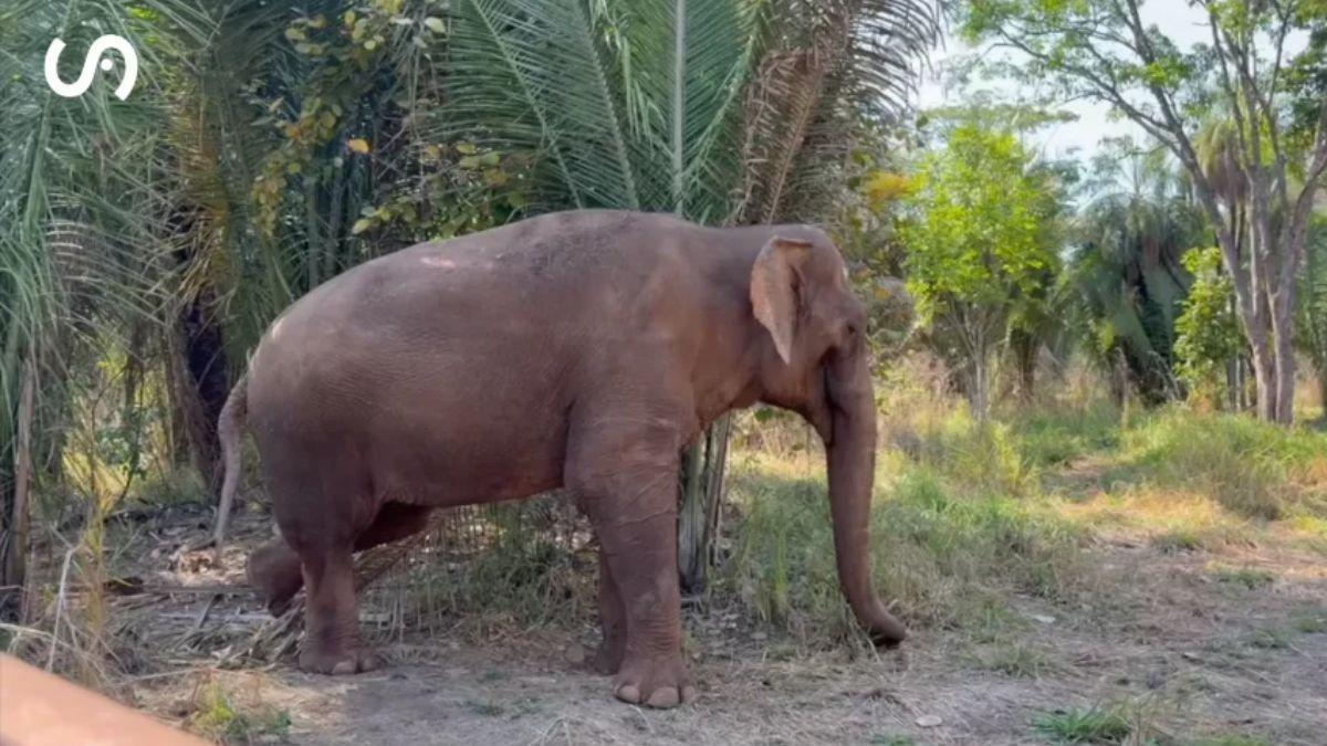 En 1971 capturaron a una cría de elefante: tras una década en un circo y más de 40 años en un zoológico, ahora comienza una nueva vida en un santuario