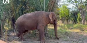 En 1971 capturaron a una cría de elefante: tras una década en un circo y más de 40 años en un zoológico, ahora comienza una nueva vida en un santuario