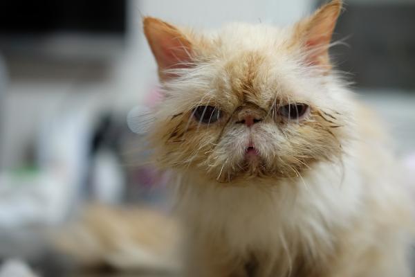 Famciclovir para gatos - Dosis, usos y efectos secundarios