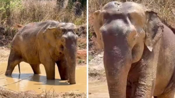 En 1971 capturaron a una cría de elefante: tras una década en un circo y más de 40 años en un zoológico, ahora comienza una nueva vida en un santuario - La historia de Sandro: de los circos itinerantes al zoológico de Sorocaba