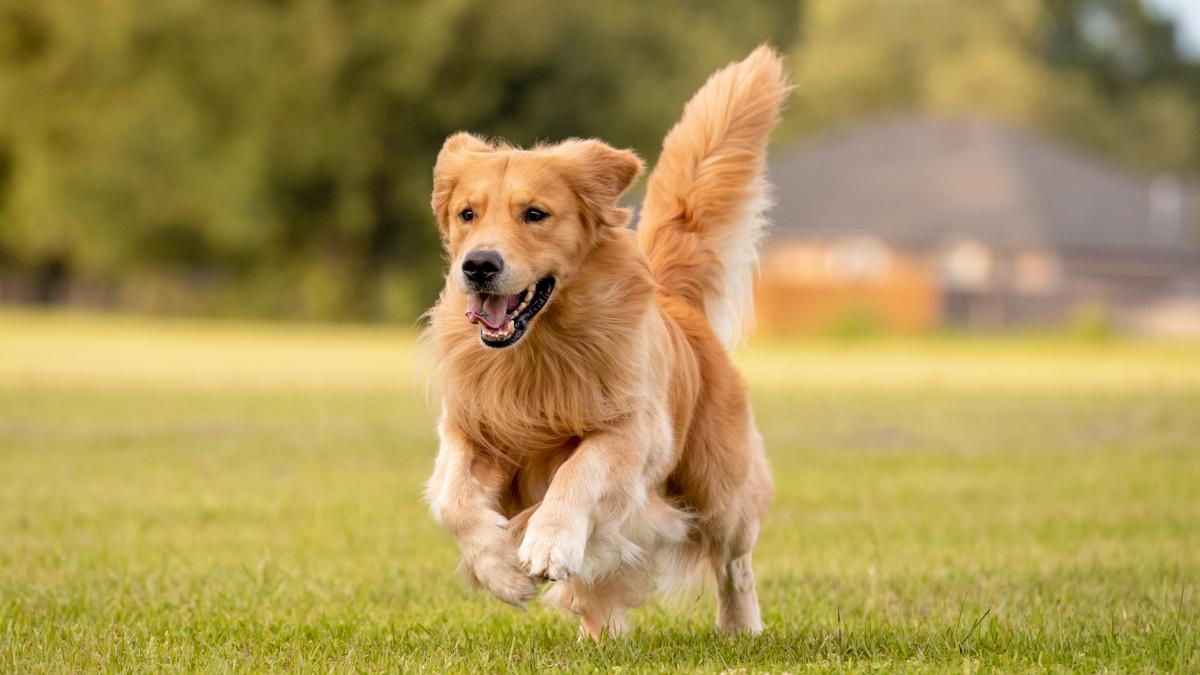Personalidad y temperamento del golden retriever: guía completa