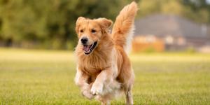 Personalidad y temperamento del golden retriever: guía completa