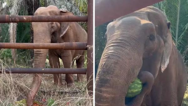 En 1971 capturaron a una cría de elefante: tras una década en un circo y más de 40 años en un zoológico, ahora comienza una nueva vida en un santuario - Un nuevo entorno, pero también un proceso de recuperación