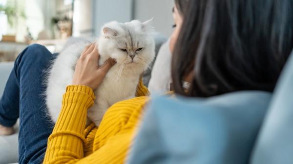Claudia, dueña de una empresa de productos para mascotas: “Los gatos reaccionan a los tonos agudos y eso fortalece nuestra conexión con ellos” - La ciencia lo deja claro: el tono importa, pero tú importas más