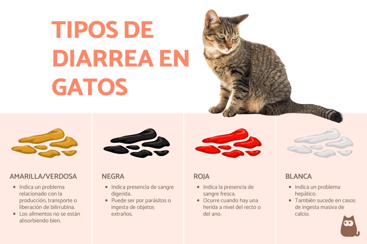 Tipos de diarrea en gatos