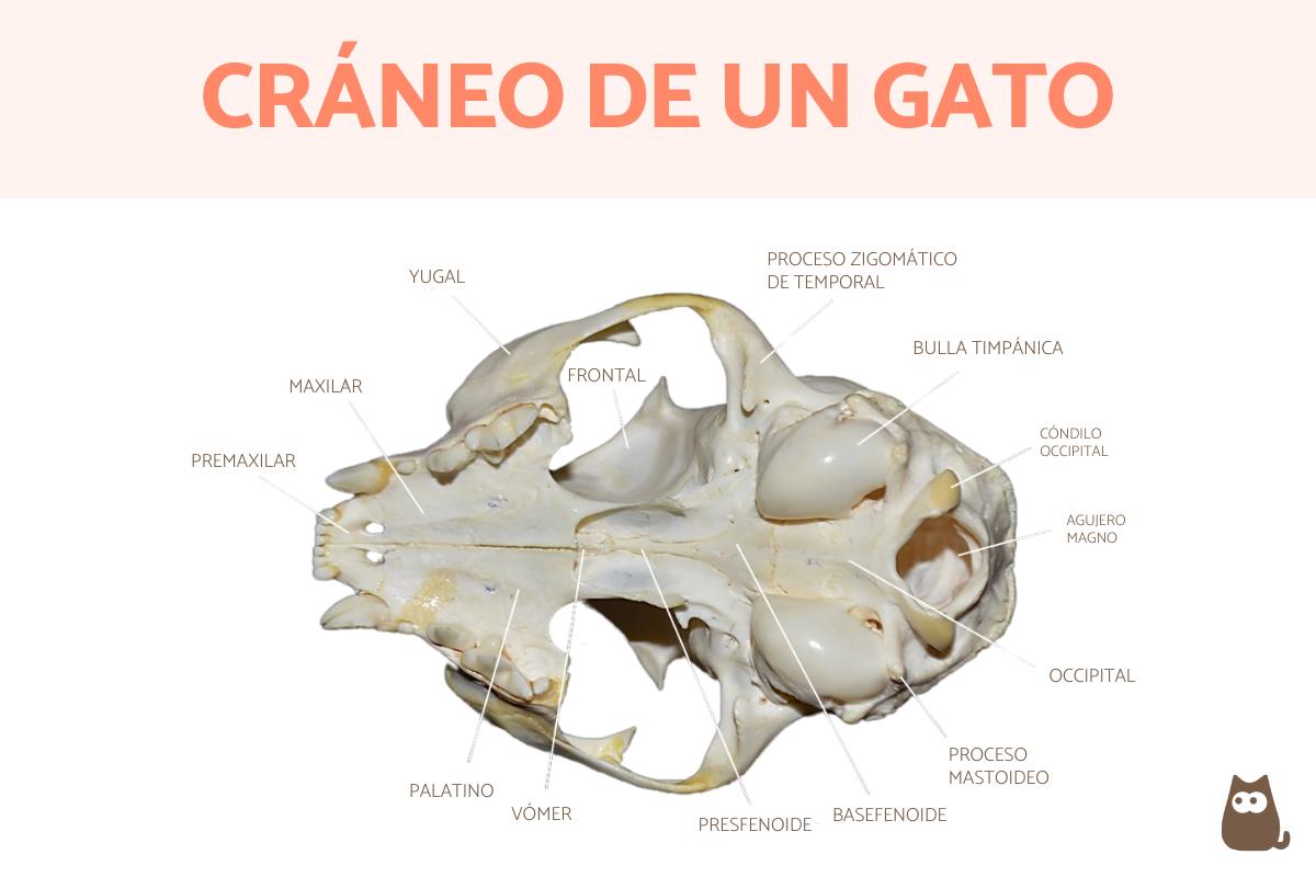 Cráneo del gato y sus partes
