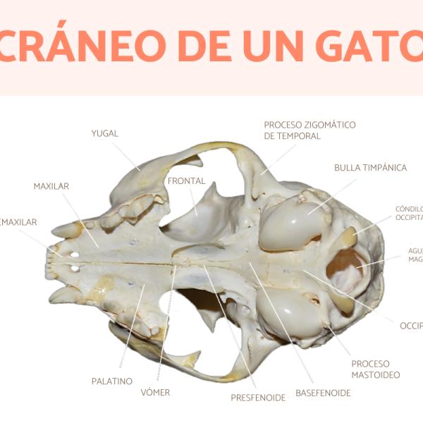 cresta superciliar