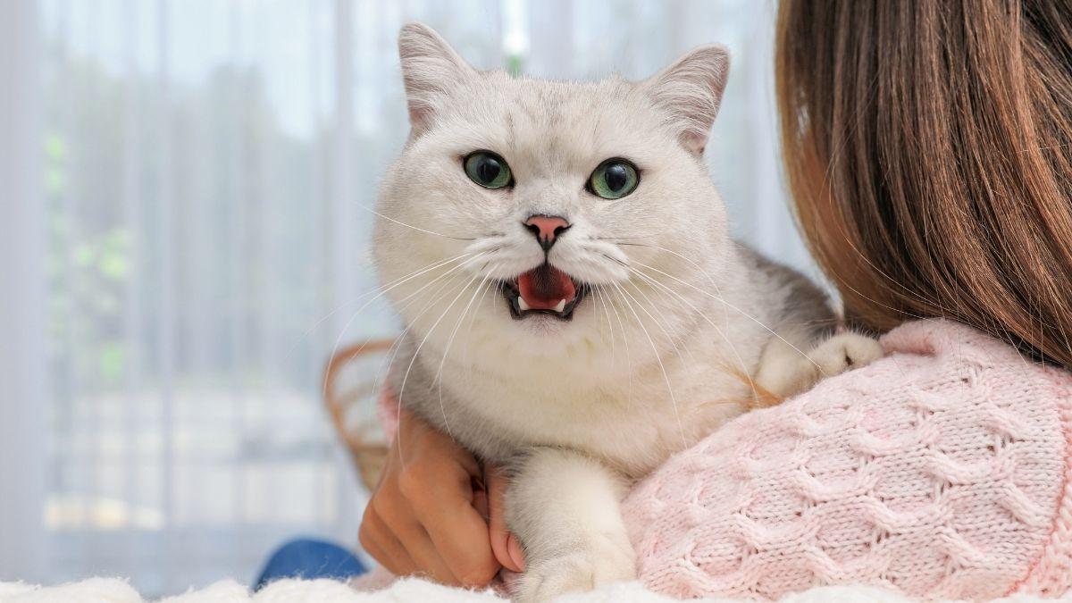 Cuando tu gato maúlla mucho y está inquieto, esto es lo que podría estar pasando (y cómo ayudarlo)
