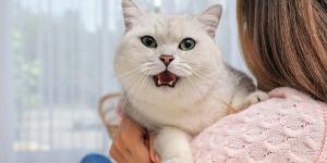 Cuando tu gato maúlla mucho y está inquieto, esto es lo que podría estar pasando (y cómo ayudarlo)