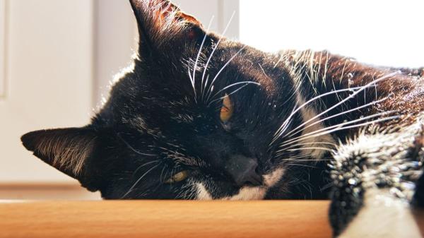 Cuando tu gato maúlla mucho y está inquieto, esto es lo que podría estar pasando (y cómo ayudarlo) - Está en celo y busca llamar tu atención (o la de otros gatos)