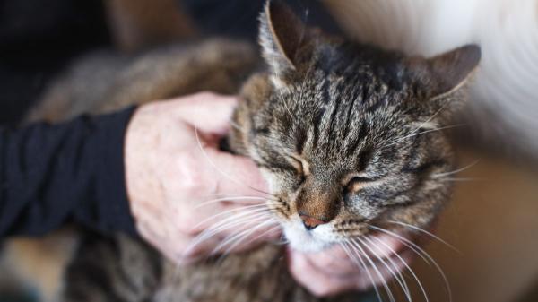 Cuando tu gato maúlla mucho y está inquieto, esto es lo que podría estar pasando (y cómo ayudarlo) - Padece disfunción cognitiva o demencia senil debido a su edad avanzada
