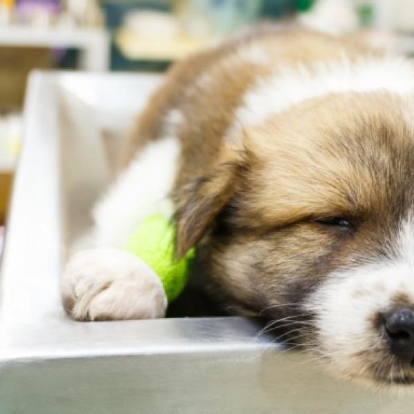 qué causa el parvovirus en los perros