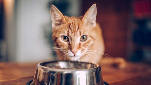 Cuando tu gato maúlla mucho y está inquieto, esto es lo que podría estar pasando (y cómo ayudarlo) - Tiene hambre, sed o sus rutinas de comida no son las adecuadas