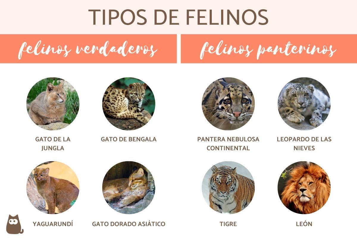 Tipos de felinos - Características y ejemplos