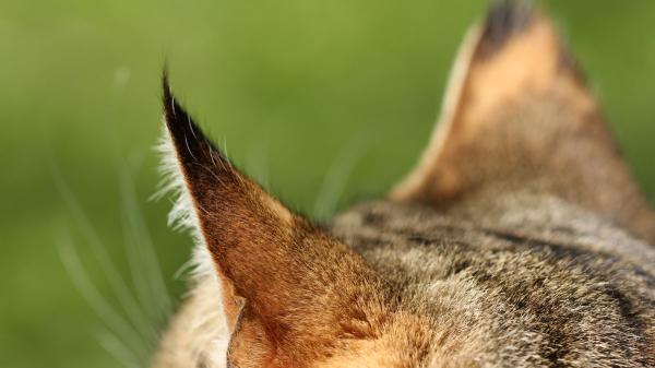 ¿Por qué los gatos tienen orejas puntiagudas? La clave está en su anatomía y evolución - Cómo el oído convierte a los gatos en cazadores extremadamente eficaces