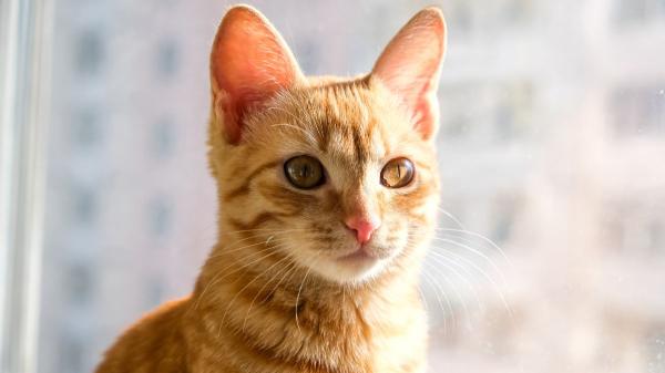 ¿Por qué los gatos tienen orejas puntiagudas? La clave está en su anatomía y evolución - La forma triangular de las orejas de los gatos les permite oír mejor que otros animales