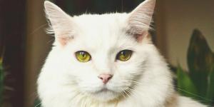 Las orejas puntiagudas de los gatos esconden una ventaja evolutiva clave para cazar