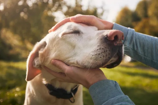 los perros reconocen tu cara