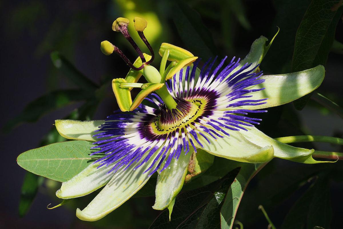 Passiflora para perros - Dosis y contraindicaciones