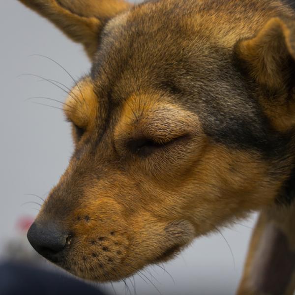 cuanto dura una picadura de abeja para perros