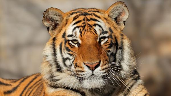 ¿Por qué los gatos tienen orejas puntiagudas? La clave está en su anatomía y evolución - Por qué leones y tigres no tienen orejas puntiagudas como los gatos domésticos