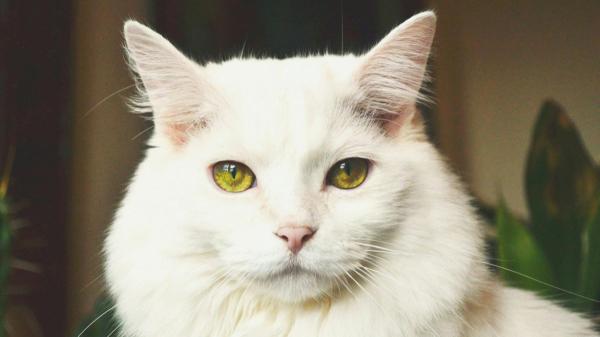 ¿Por qué los gatos tienen orejas puntiagudas? La clave está en su anatomía y evolución