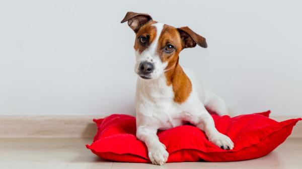 Los veterinarios lo confirman: “La voz de bebé que ponemos para hablarle a nuestra mascota es la más eficiente” - El motivo por el que las mascotas reaccionan mejor a una voz suave y aguda
