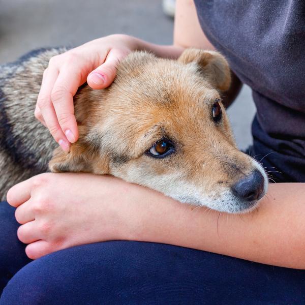 cuáles son los efectos secundarios de galliprant en perros