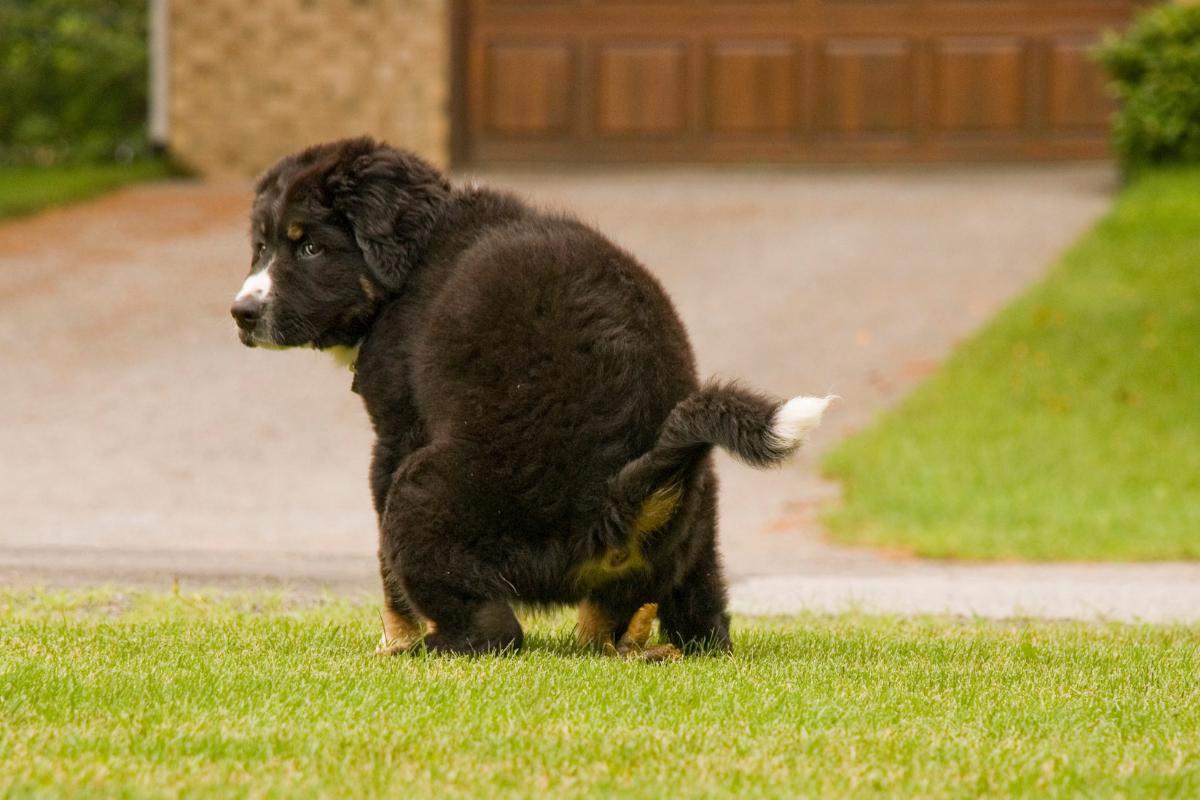 Heces amarillas en perros: causas y qué hacer