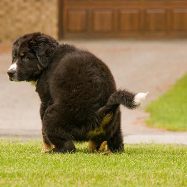 qué causa la caca amarilla en los perros